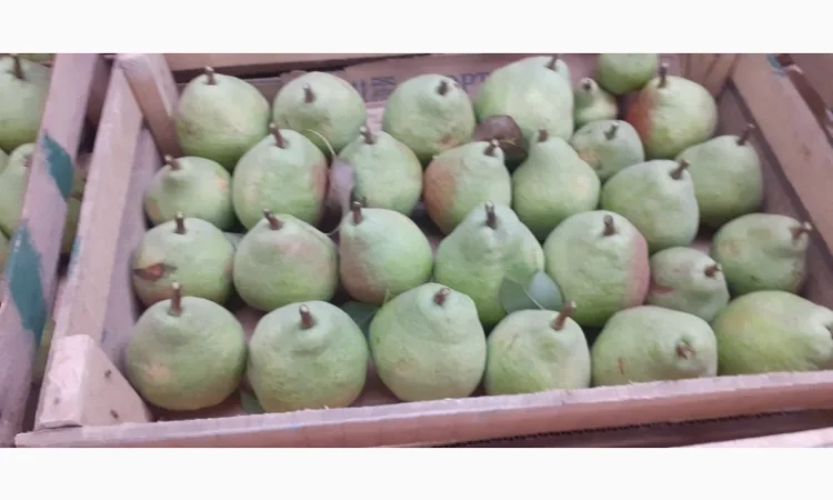 Продам грушу з власного саду - фото № 6