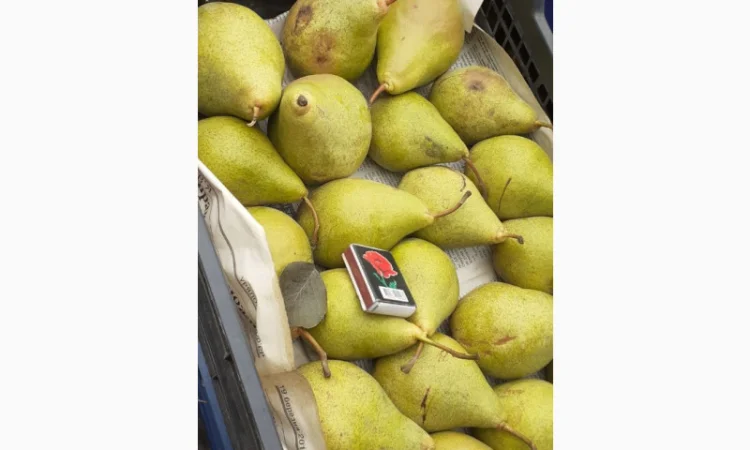 Пропонується груша з власного саду - фото № 8