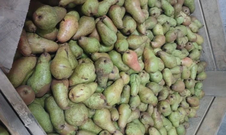 Продам грушу - фото № 5