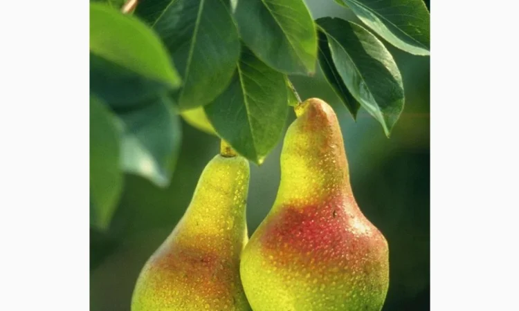 Фабрика з заморозки купить грушу свіжу для переробки - фото № 1