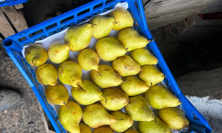 Продається Ноябрська і Киргизська груша - фото № 1