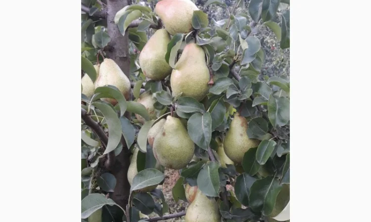 Продам грушу Талгарку. Ноябрську. Киргизку - фото № 3