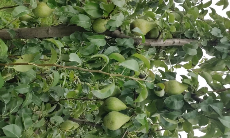 Продам груші - фото № 2