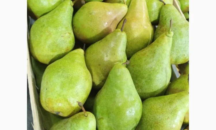 Продам грушу перший сорт - фото № 1