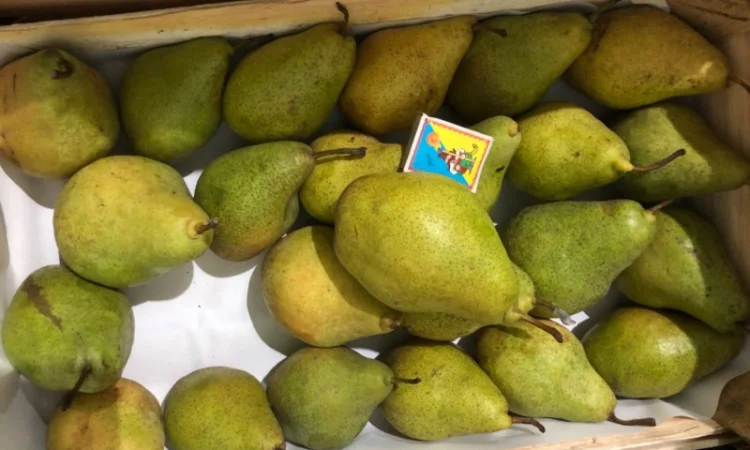 Продам грушу Нояберська - фото № 2