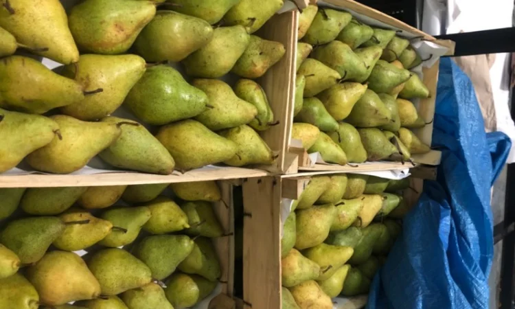 Продам грушу Нояберська - фото № 3