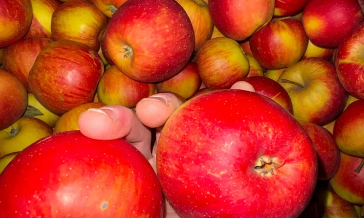 Продаж груші Нояберська - фото № 4