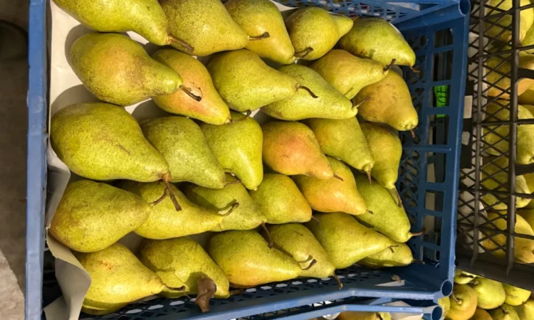 Продаж груші Нояберська - фото № 5