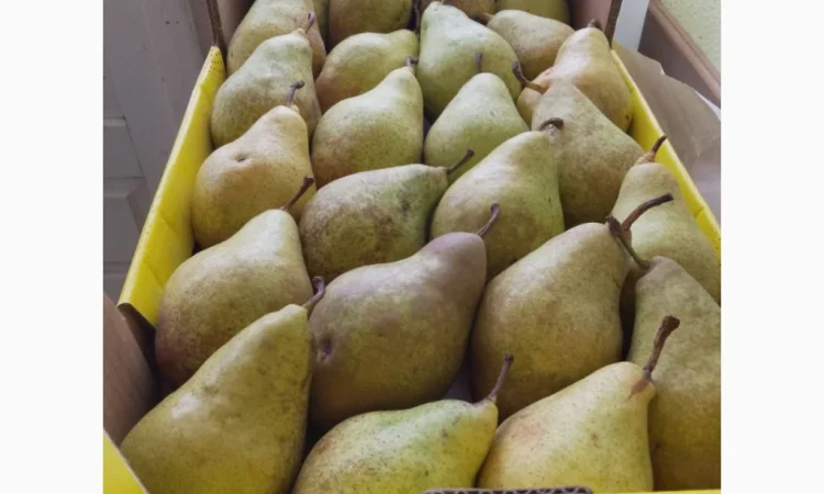 Пропоную груші сортів Бера, Ноябрська, Вільямс, Конференція, урожай 2025 - фото № 1