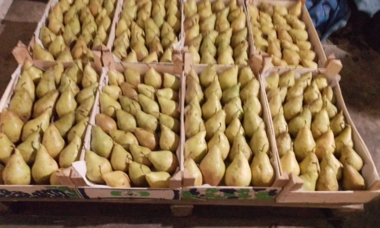 Пропоную груші сортів Бера, Ноябрська, Вільямс, Конференція, урожай 2025 - фото № 2