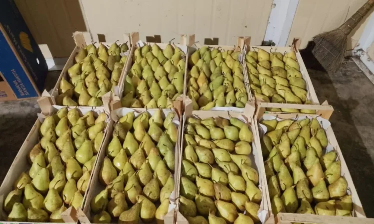 Пропоную груші сортів Бера, Ноябрська, Вільямс, Конференція, урожай 2025 - фото № 3