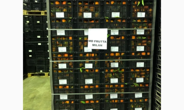 Мандарин Испания - фото № 2