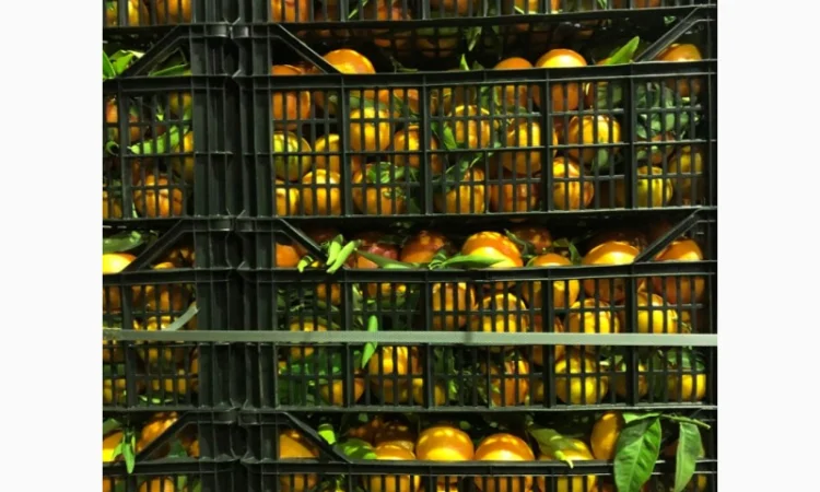 Мандарин Испания - фото № 3