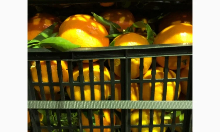 Мандарин Испания - фото № 5