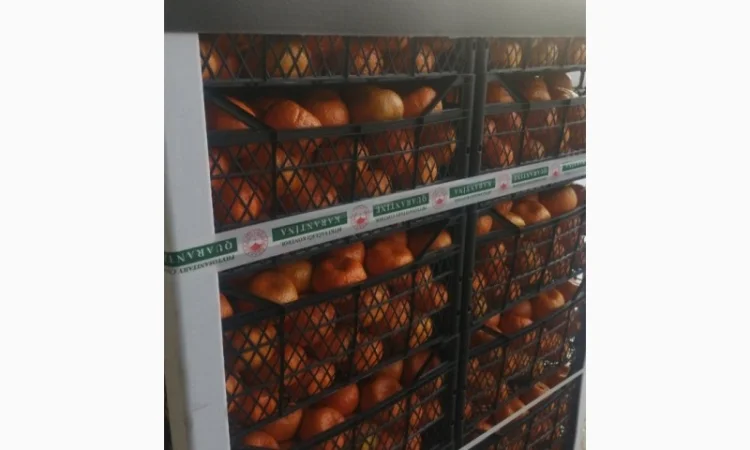 Куплю Мандарины оптом от 20 тонн - фото № 1