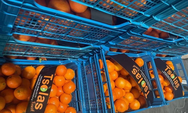 Продам Мандарины опт 36грн кг от 5 тонн - фото № 1