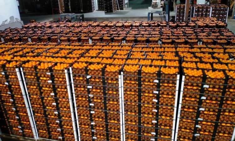 Мандарин Муркотт Єгипет - фото № 1