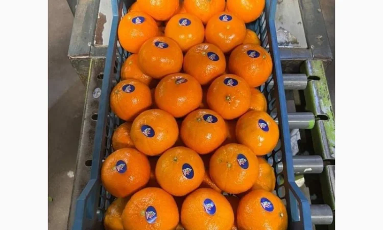 Мандарин Муркотт Єгипет - фото № 2