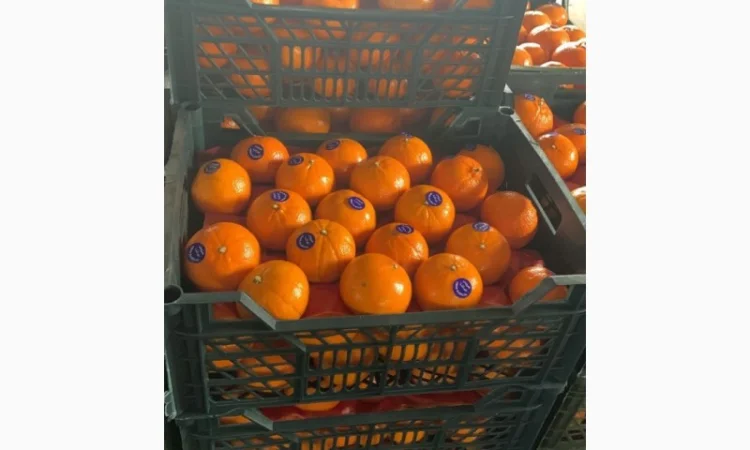 Мандарин Муркотт Єгипет - фото № 3