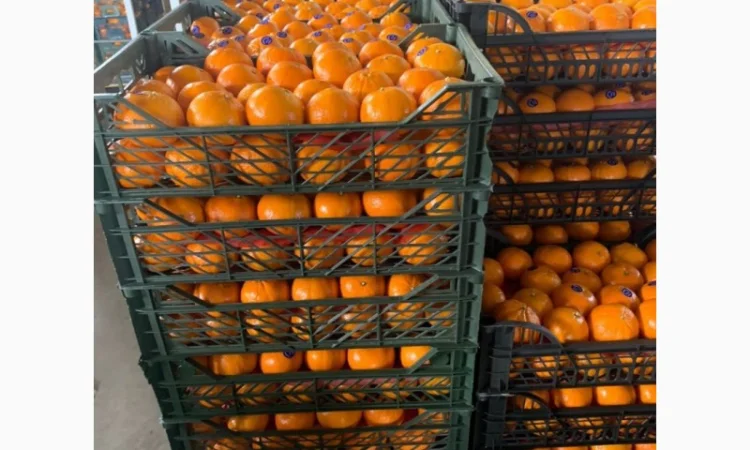 Мандарин Муркотт Єгипет - фото № 4