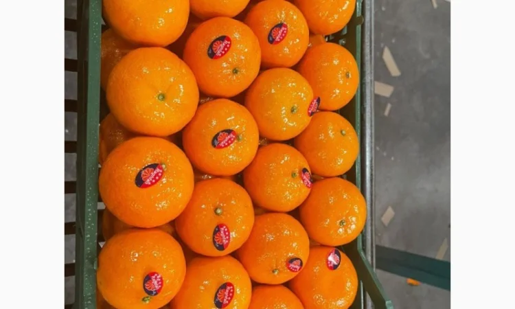 Мандарин Муркотт Єгипет - фото № 5