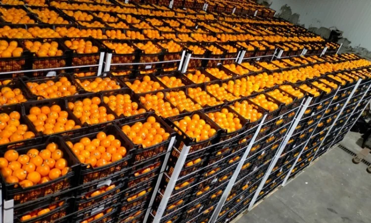 Мандарин Муркотт Єгипет - фото № 6