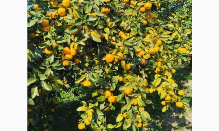 Продам мандарини грузинські - фото № 3