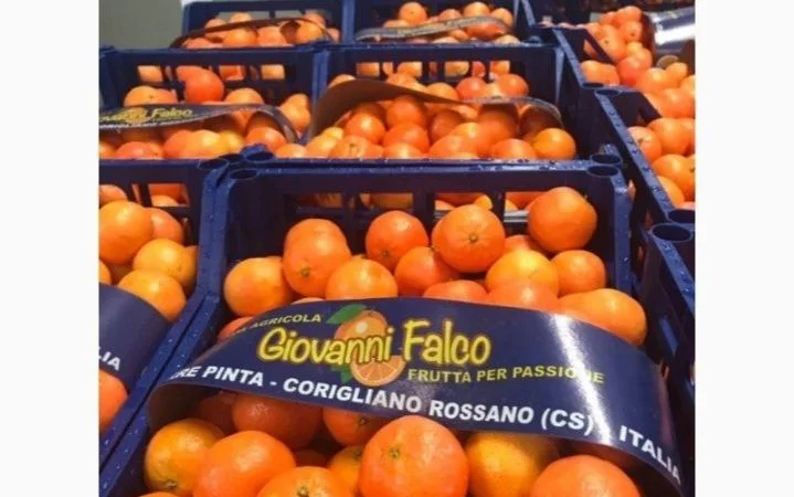 Продаж мандаринові оптом 3 вида - фото № 2