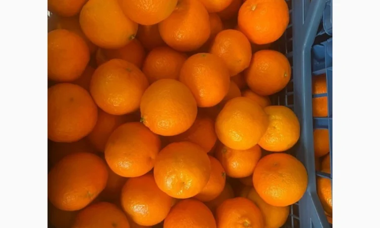 Продаємо мандарин Клементин, Греція, опт зі складу у Києві - фото № 1