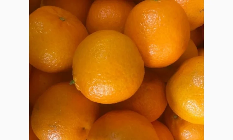 Продаємо мандарин Клементин, Греція, опт зі складу у Києві - фото № 2