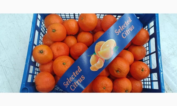 Продаємо мандарин Клементин, Греція, опт зі складу у Києві - фото № 4
