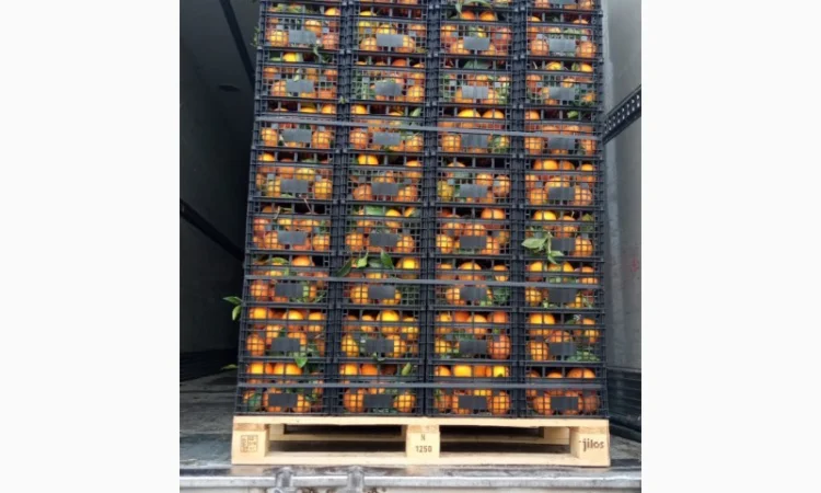 Мандарины - фото № 1