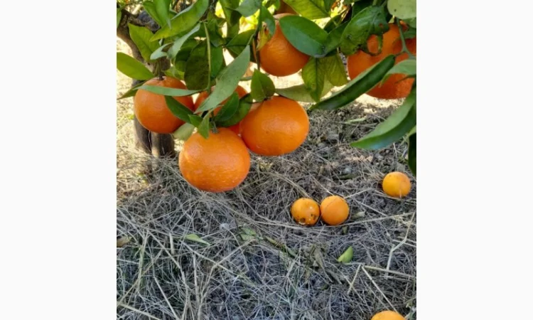 Мандарины - свежие и вкусные из Испании - фото № 2