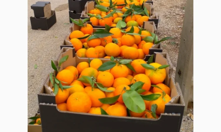 Мандарины - фото № 3