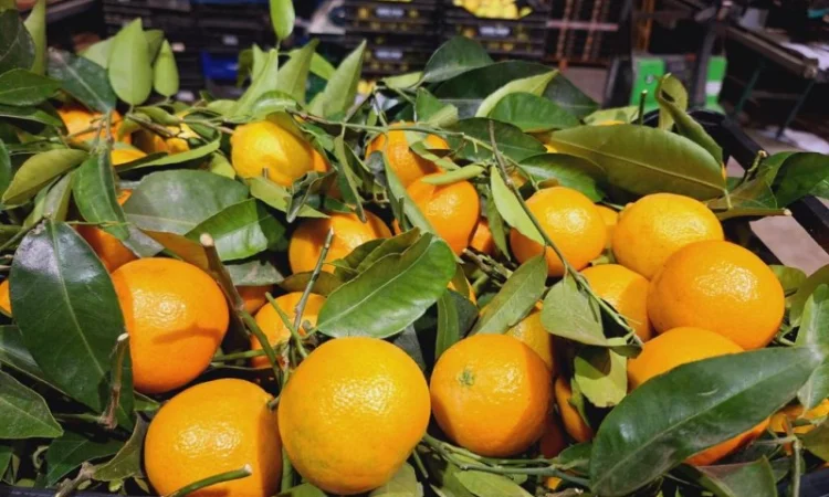 Мандарины испания опт - фото № 3