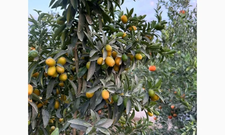 Мандарин Голд Завозимо через Румунію, ціна в тоннах - фото № 1