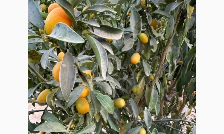 Мандарин Голд Завозимо через Румунію, ціна в тоннах - фото № 7