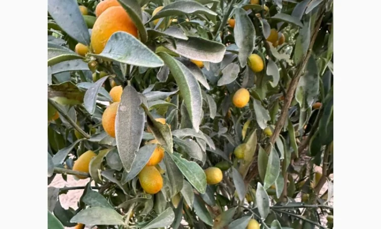 Мандарин Мираф Завозимо через Румунію, ціна в тоннах - фото № 3