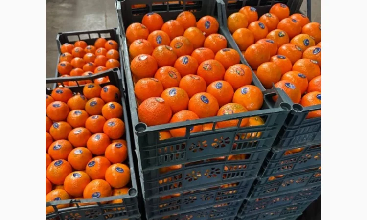 Мандарин Мираф Завозимо через Румунію, ціна в тоннах - фото № 5