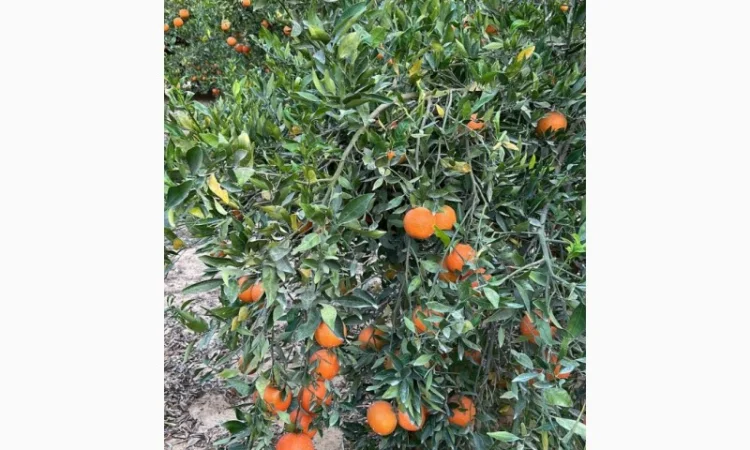 Мандарин Мираф Завозимо через Румунію, ціна в тоннах - фото № 6