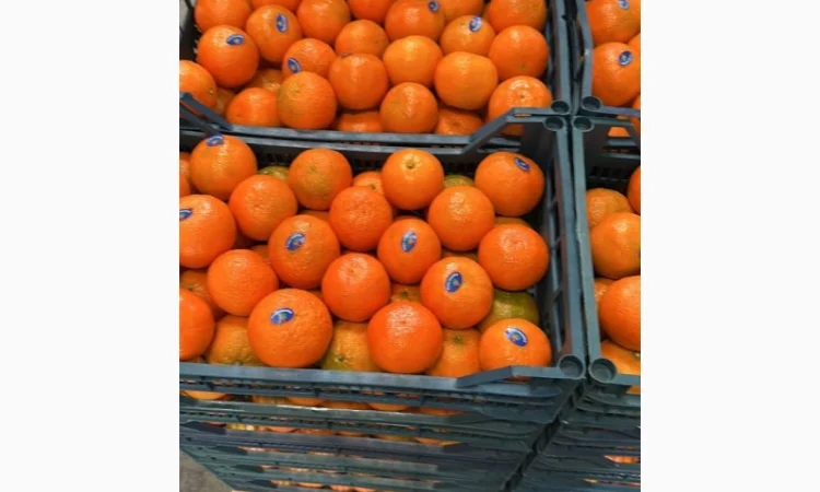Мандарин Клементин Завозимо через Румунію, ціна в тоннах - фото № 1