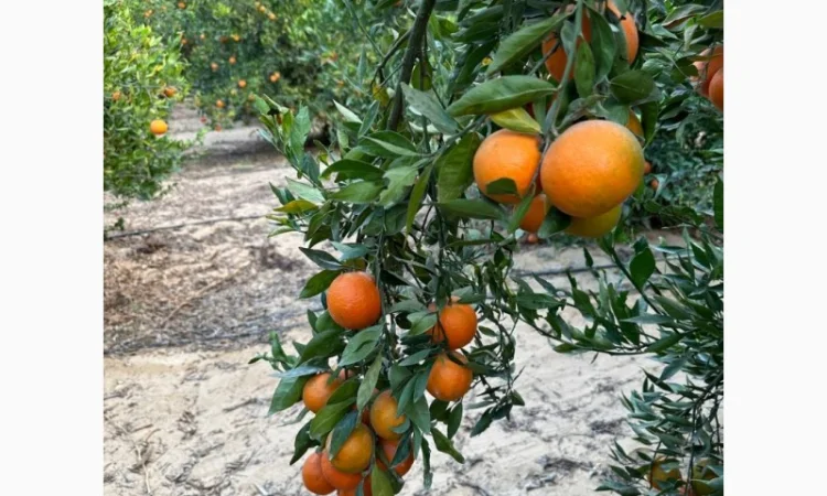 Мандарин Клементин Завозимо через Румунію, ціна в тоннах - фото № 8