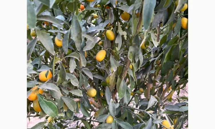 Мандарин Клементин Завозимо через Румунію, ціна в тоннах - фото № 5