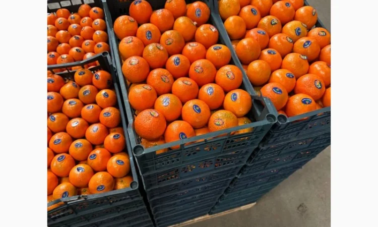 Мандарин Клементин Завозимо через Румунію, ціна в тоннах - фото № 15