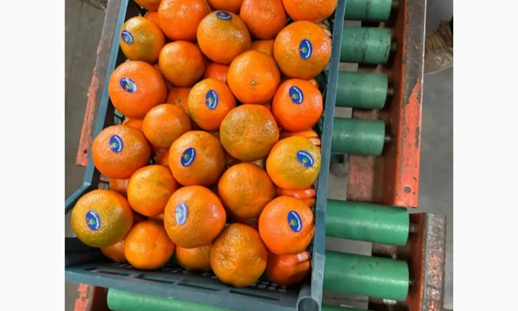 Мандарин Клементин Завозимо через Румунію, ціна в тоннах - фото № 14