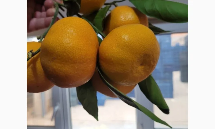 Мандарины, крупные. Грузия. Сладкие - фото № 1