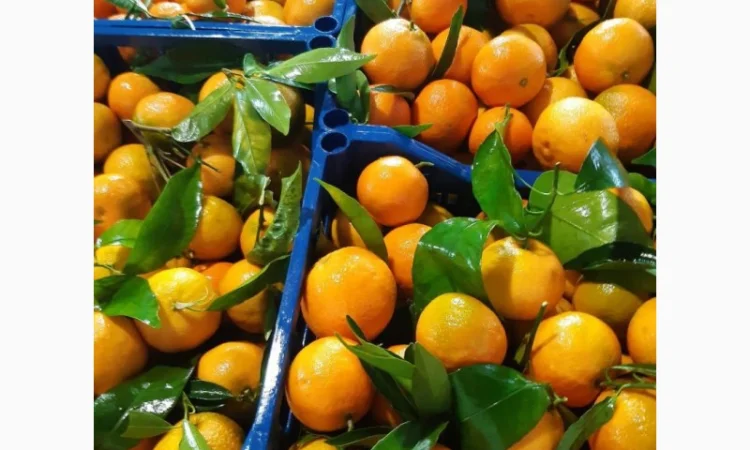 Продаємо мандарини Клементин, Греція, опт - фото № 1