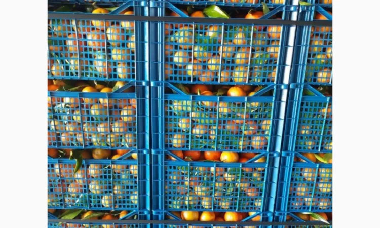 Продаємо мандарини Клементин, Греція, опт - фото № 2