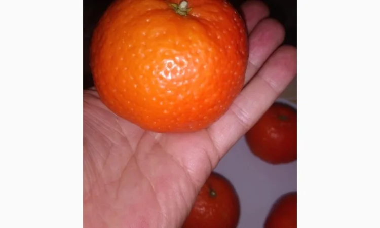 Naturel Фреймут Мандалина - фото № 2