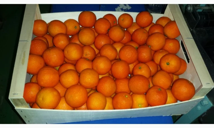 Iспанський Мандарин - фото № 2